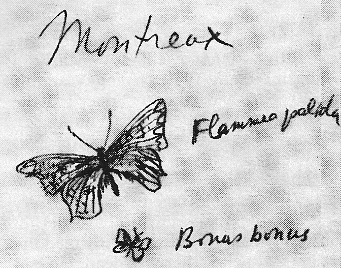flammea palida